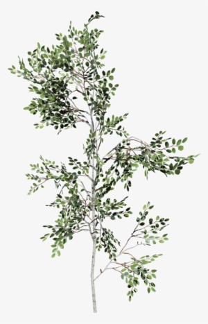Paper Birch - Drawing