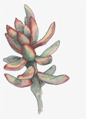 Artichoke