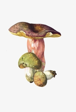 Champignons,png,tubes - Russula