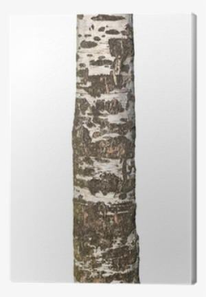 Canoe Birch