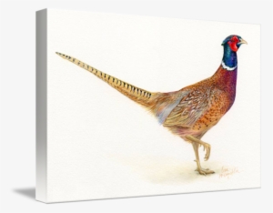 Image Library Library By Lisa Mclaughlin Liverpool - Pappy's Father' Day Pheasant Greeting Card