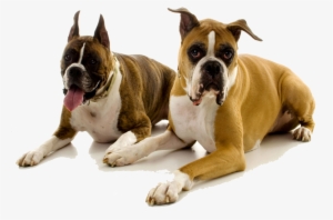 Boxers - New Kind Of Dogs