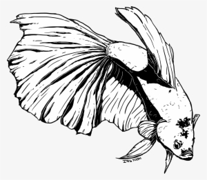 Picture Library Stock Betta Drawing Sketch - Drawing