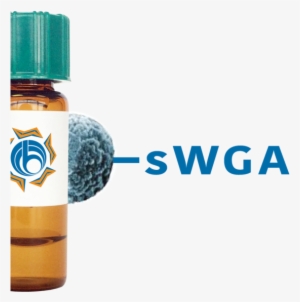 Succinylated Triticum Vulgaris Lectin (succ Wga) - Lectin