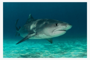 Tiger Shark Stalker Canvas Print - Great White Shark