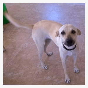 Domino Adopted Into A Forever Home - Companion Dog