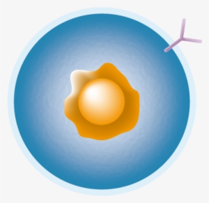 B-cell - Cell Png