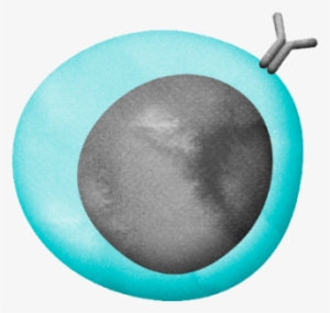 Named After The Bone Marrow, Where Immature B Cells - B Cell