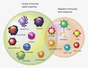 Which-cells - Celulas Do Sistema Imunitario
