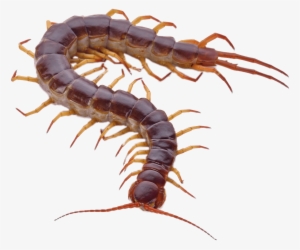 Brown Centipede With Orange Legs - Gom Insect