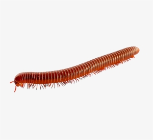 Millipedes - Types Of Millipede