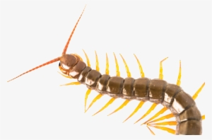 Centipede - Millipedes