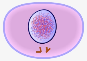 Interphase Of Mitosis - Interphase Cell