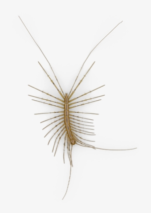 Mosquito