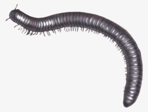 Download - Millipede Gif Transparent