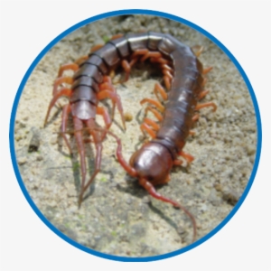 Most Centipedes Are Nocturnal - Termite