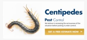 Mr Centipede Drawing