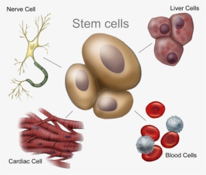 Adult Stem Cells - 4 Types Stem Cells