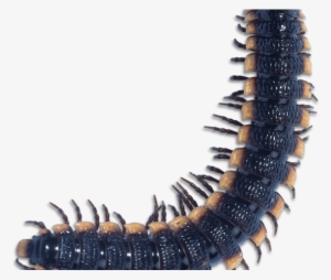 Centipede Clipart Purple Animal - Centipede Transparent Background