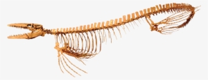 Mosasaurus Skeleton Png