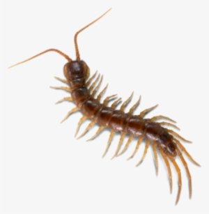 Scolopendra