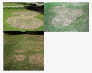 Georgia Turf Grass Associates