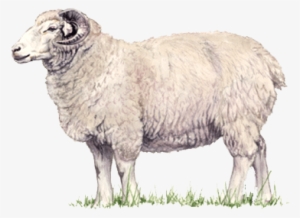 Download Amazing High-quality Latest Png Images Transparent - Lamb Png