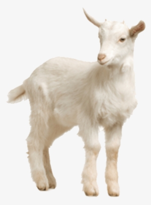 Lamb Transparent Background - Lamb With No Background