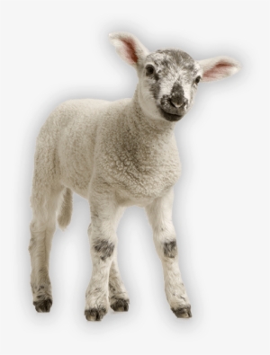Antahi Trust Tuber Lamb - Baby's Very First Baby Animals