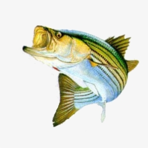 Bass Fish Png Stripped Bass Png - Bass Fish Png