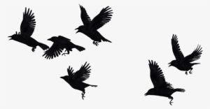 Share This Image - Bird