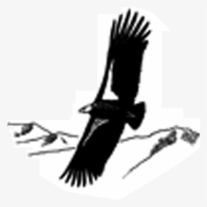 New Research Summaries From The Auk And The Condor - Falconiformes
