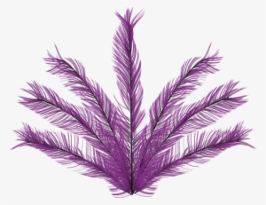 Roupa De Carnaval Png