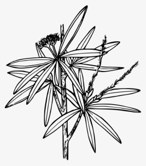 This Free Icons Png Design Of Curl-leaf Mountain Mahogany