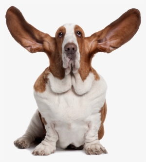 /modul/05 Frontpage/img/orig/1 - Imagenes De Perros Orejones