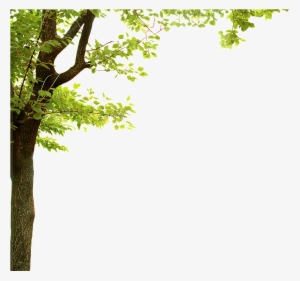 Forest Trees Transparent - Green Leaf Frame Png
