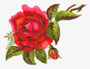 Digital Red Rose Download