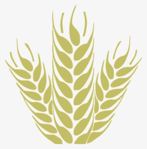Corn, Grain, Spica, Wheat, Cereals, Harvest - سنبله Png