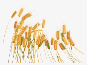 Wheat Png Download - Пшеница Клипарт