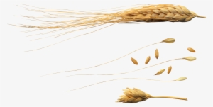 Wheat Png