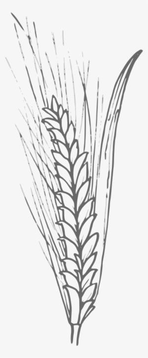 Source - Openclipart - Org - Wheat Outline