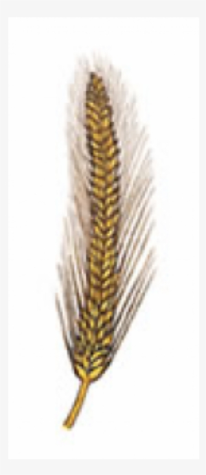 Triticale