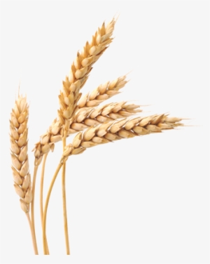 Wheat Transparent Png Image Description