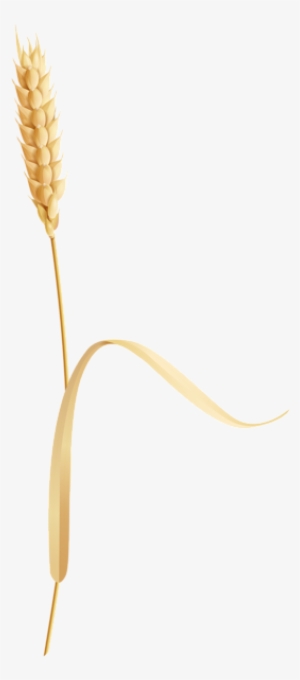 Wheat Png - Wheat Ear Png