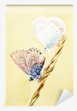 Two Little Butterfly Sitting On A Wheat Stalk Wall - Wheat