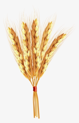 Wheat Classes Png Clip Art Image - Clip Art