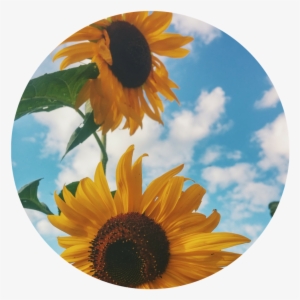 2 Flowers - Sunflowers In A Field Summer Journal: 150 Page Lined