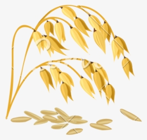 Wheat Grain Vector - Oat