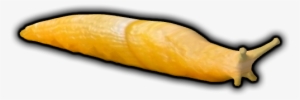 Banana Slug - Banana Slug Png