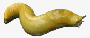 Slug Bug Bugs Freetoedit - Banana Slug Transparent